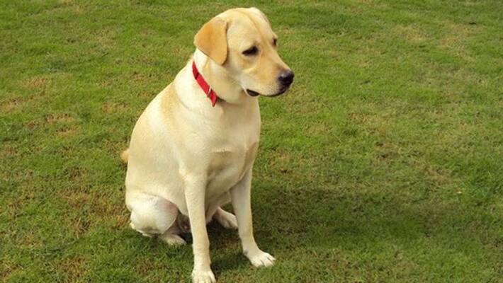 pragathi bhavan pet dog dies due to doctor negligence pragathi bhavan pet dog dies due to doctor negligence