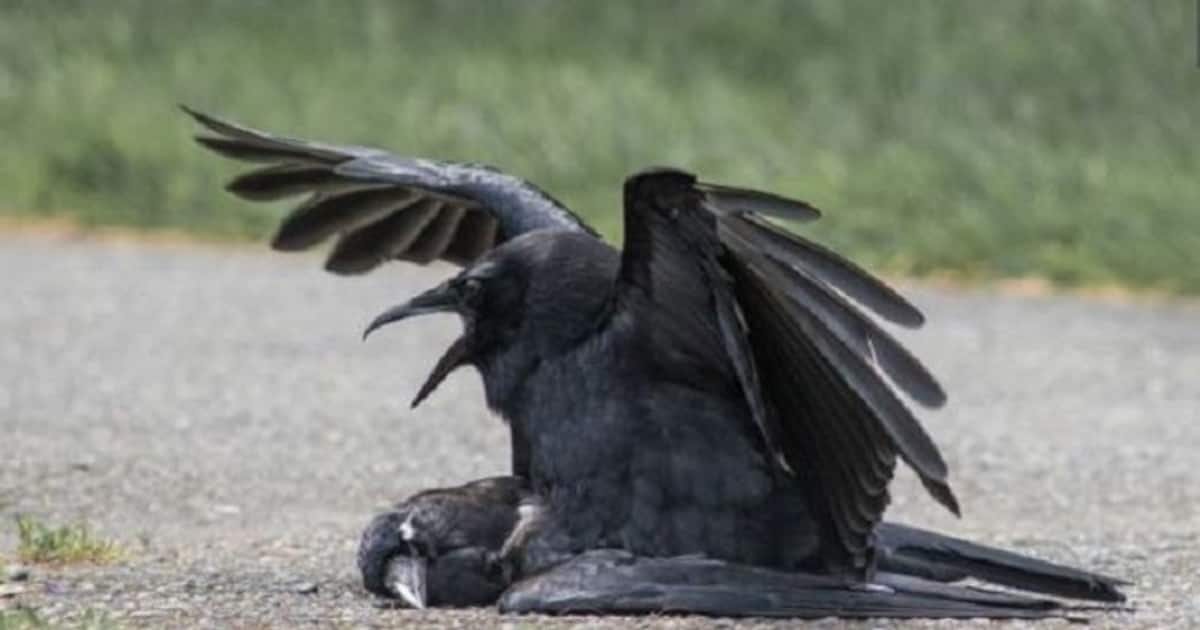 Killing 150 crows for kaka biryani lands two men in jail