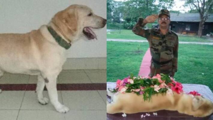 Indian Army lost its heroic dog Dutch and they gave him the best farewell ever Indian Army lost its heroic dog Dutch and they gave him the best farewell ever