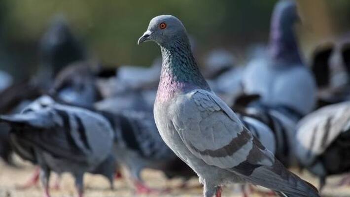 China government issued special order, banned pigeons flying for 15 days China government issued special order, banned pigeons flying for 15 days