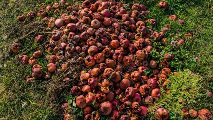 Terrorists target apple orchards in south Kashmir to disrupt businesses Terrorists target apple orchards in south Kashmir to disrupt businesses