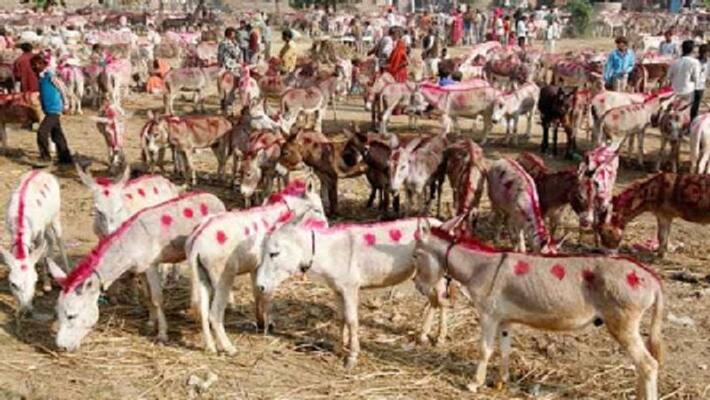 Donkey fair in Pakistan, AK 47, F16, Atom Bomb are names Donkey fair in Pakistan, AK 47, F16, Atom Bomb are names