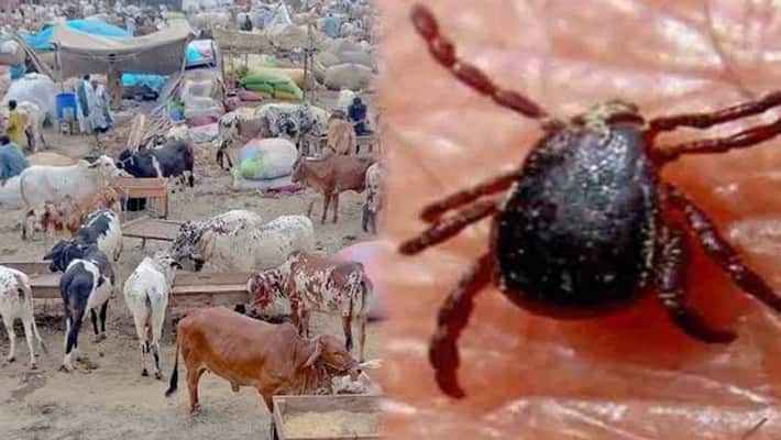 Life threatening Dangerous Congo fever enters india through Pakistan Life threatening Dangerous Congo fever enters india through Pakistan