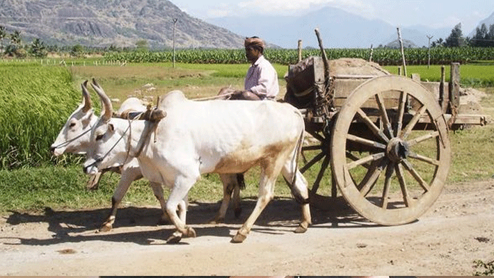 traffic police team handed cut challan of bullock cart traffic police team handed cut challan of bullock cart