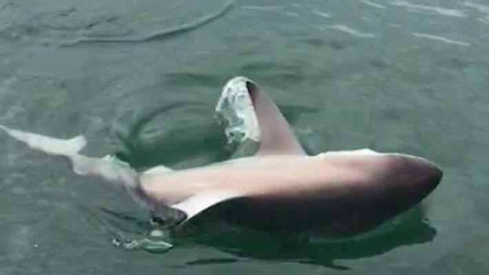 Florida man who dragged shark to death in viral video is sentenced Florida man who dragged shark to death in viral video is sentenced