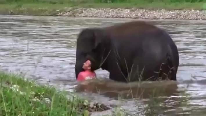 Baby elephant jumps into over flowing water to save drowning man Baby elephant jumps into over flowing water to save drowning man