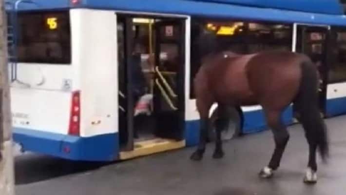 When the horse wanted to travel in the bus, know what happened then When the horse wanted to travel in the bus, know what happened then