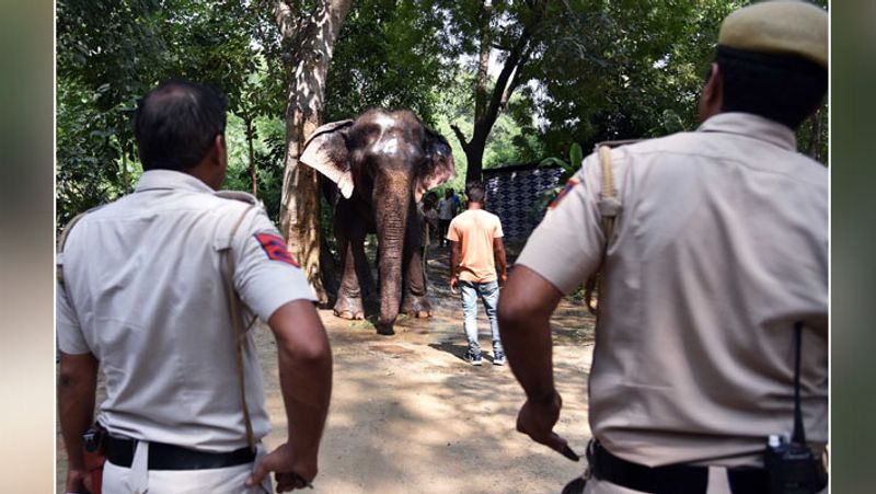 इस मामले में कोर्ट ने एक तय समयावधि में लक्ष्मी का रेस्क्यू करने का आदेश दिया था। उल्लेखनीय है कि दिल्ली में मौजूद 5-6 हाथी पहले ही रेस्क्यू किए जा चुके हैं। उन्हें गुजरात के संरक्षित इलाके में छोड़ा गया है। इससे पहले लक्ष्मी को ढूंढने वन विभाग की टीम गाजियाबाद और कुछ अन्य जगहों पर भी लगातार सर्चिंग कर रही थी।