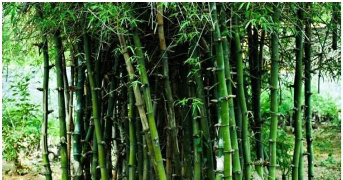 Here's how Bamboo is bringing development in Jharkhand