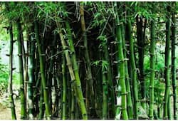 Here's how Bamboo is bringing development in Jharkhand