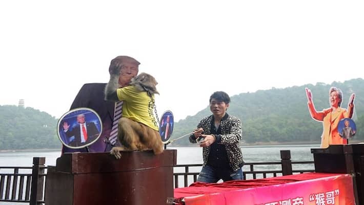 Donald Trump will become president, it was predicted by a monkey Donald Trump will become president, it was predicted by a monkey