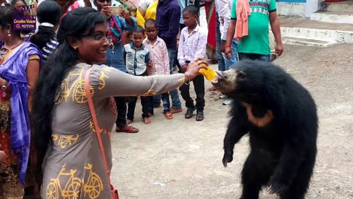देवी जी के इस मंदिर में जब श्रद्धालुओं वहां पहुंचने वाले भालुओं को देखते हैं तो वह यकीन नहीं कर पाते हैं। वह इनके लिए बिस्किट और मूंगलफली साथ ले जाते हैं और वहां पहुंचकर अपने हाथ से खिलाते हैं। कोई उनके साथ सेल्फी लेता है तो कोई उनका वीडियो बना लेता है।