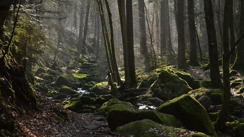 ब्लैक फॉरेस्ट, जर्मनी : इस जंगल को भूतहा माना जाता है। इसके बारे में कई किस्से मशहूर हैं। कुछ कहते हैं कि उन्होंने इस जंगल में भूत देखे हैं। तो कुछ यहां परियों को देखने का दावा करते हैं। हालांकि, ये जगह हाइकिंग के लिए भी मशहूर है।
