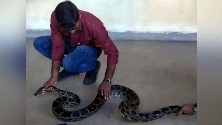 7 feet Python overnight under the bed in home ranchi 7 feet Python overnight under the bed in home ranchi