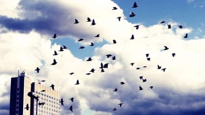 3 arab birds disappeared from north america 3 arab birds disappeared from north america