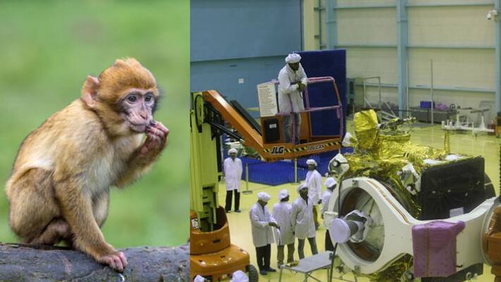 Five Isro engineers charge-sheeted for monkey and pigeon deaths Five Isro engineers charge-sheeted for monkey and pigeon deaths