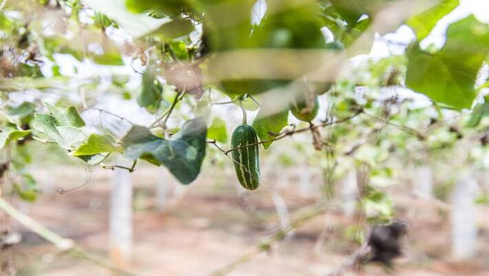To keep the body good in puja, eat white gourd To keep the body good in puja, eat white gourd