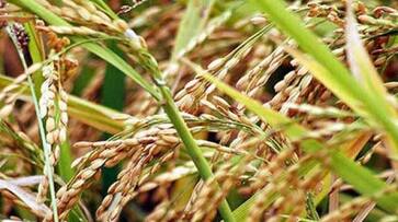 Food prices may go up in coming months due to erratic rains says report smp Food prices may go up in coming months due to erratic rains says report smp