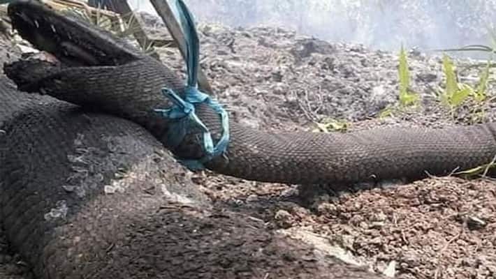 10 meter long python burnt alive in Indonesia forest fire 10 meter long python burnt alive in Indonesia forest fire