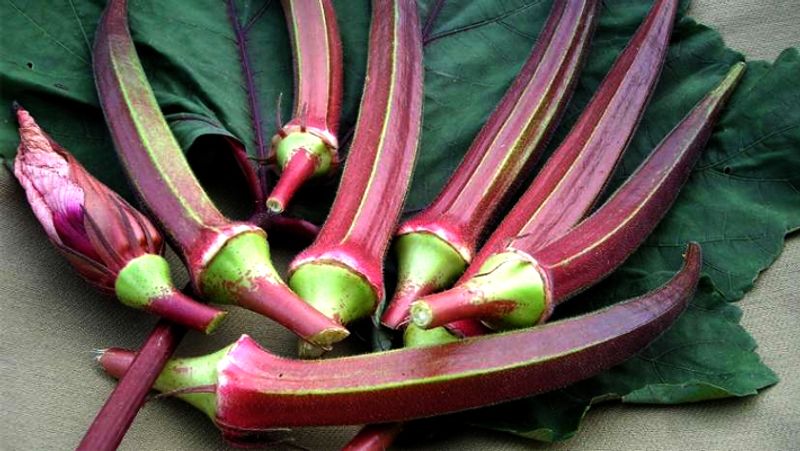 Diabetes prevention: How is okra beneficial for Diabetes? Can it help lower blood sugar?