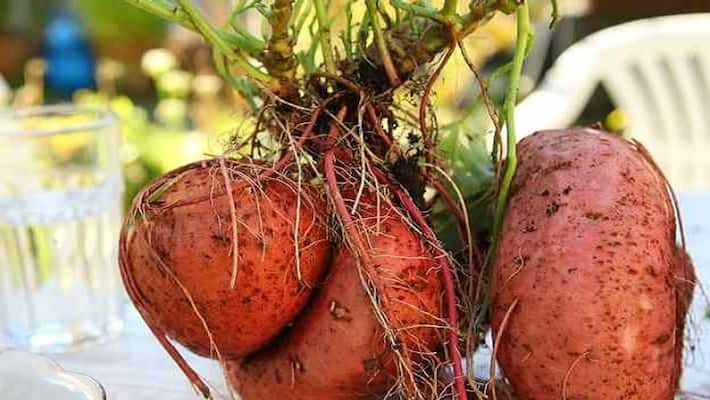 Eat jimmikand vegetables in this season, get 5 benefits Eat jimmikand vegetables in this season, get 5 benefits