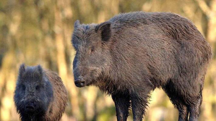 forest department announced reward of Rs 1,000 for those who shoot wild boar forest department announced reward of Rs 1,000 for those who shoot wild boar