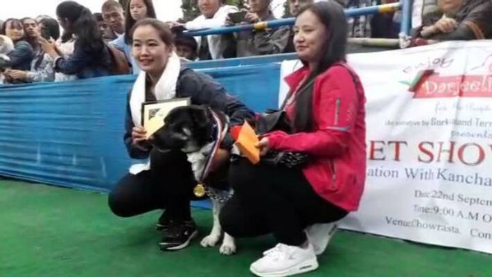 Dog felicitated in Darjeeling for saving its owner from a leopard Dog felicitated in Darjeeling for saving its owner from a leopard