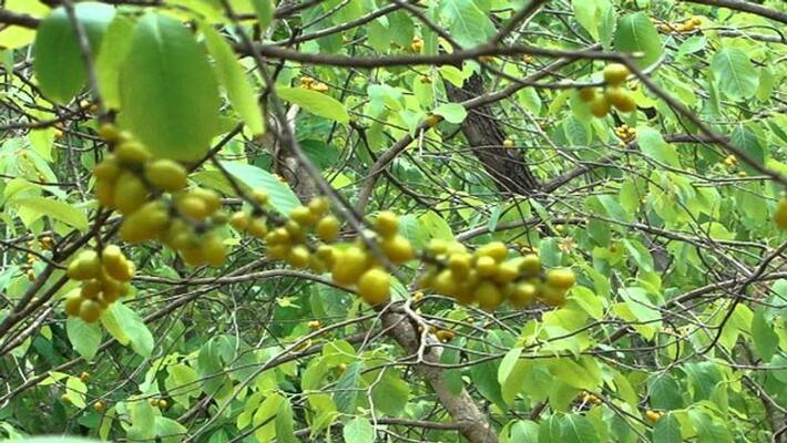 A amazine plant name is Dahiman, it plant found anti-cancer elements , it was also used for messenger A amazine plant name is Dahiman, it plant found anti-cancer elements , it was also used for messenger
