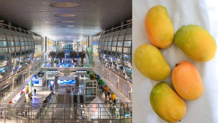 Indian man caught stealing 2 mangoes at Dubai Airport to be deported Indian man caught stealing 2 mangoes at Dubai Airport to be deported