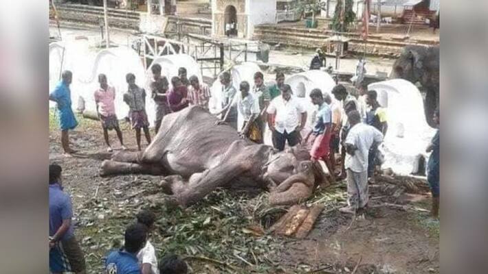 Srilankan 70 yo elephant tikiri dies chained as slave Srilankan 70 yo elephant tikiri dies chained as slave