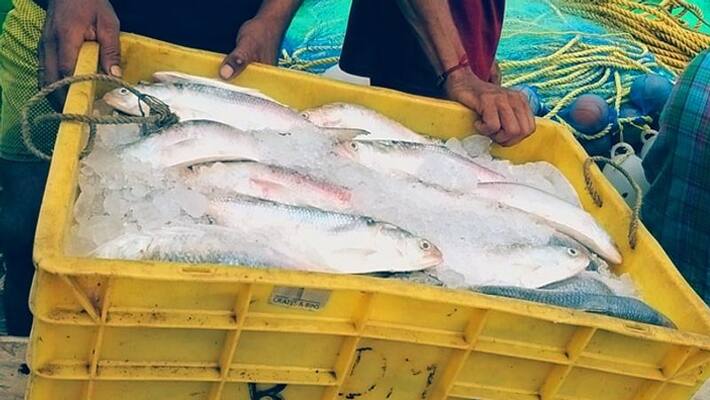Bangladesh decides to export Hilsa Fish to India as puja gift Bangladesh decides to export Hilsa Fish to India as puja gift