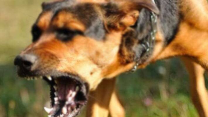 gudalur dmk mla thiravidamani Dog bite gudalur dmk mla thiravidamani Dog bite