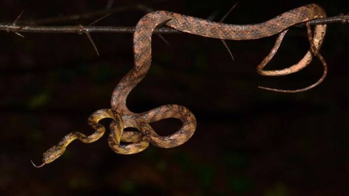 New snake species found, named after Uddhav's younger son, here is the details New snake species found, named after Uddhav's younger son, here is the details