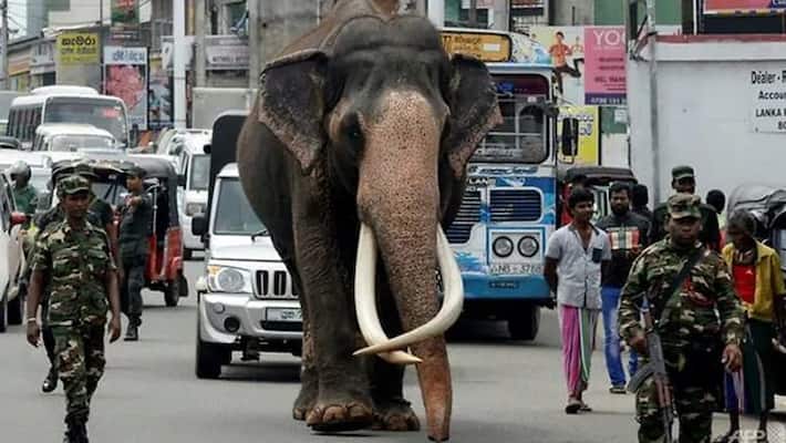 wild tusker chased bus for 8 kms in kerala video going viral wild tusker chased bus for 8 kms in kerala video going viral