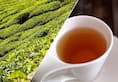 Did you know drinking tea may improve brain health? Read this