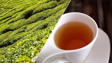 Did you know drinking tea may improve brain health? Read this