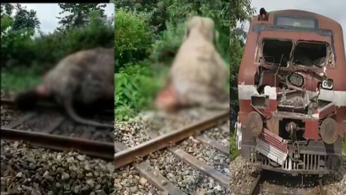 train hits wild elephant, critically injured elephant trying to drag self out of the way of the train train hits wild elephant, critically injured elephant trying to drag self out of the way of the train