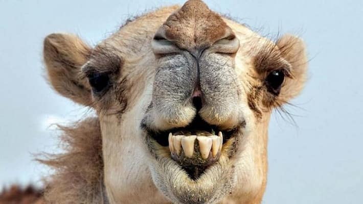 A camel was prescribed medicines by a vet after a woman bit it A camel was prescribed medicines by a vet after a woman bit it