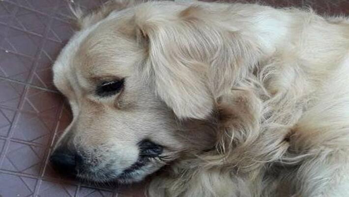 Not able to degest its owner, dog dies Not able to degest its owner, dog dies