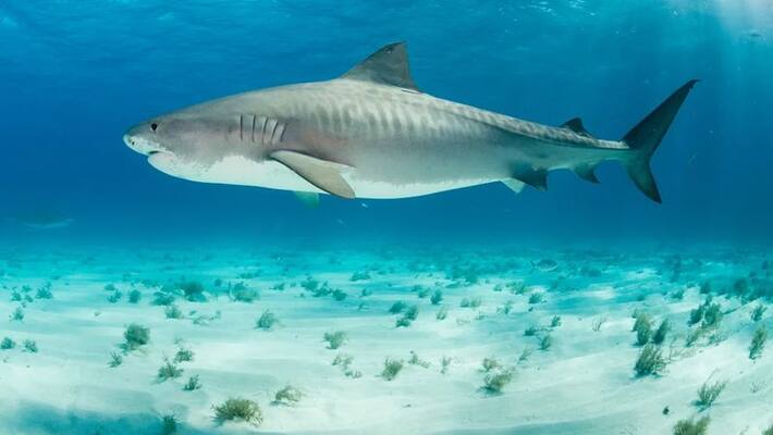 shark population decline in sea shark population decline in sea