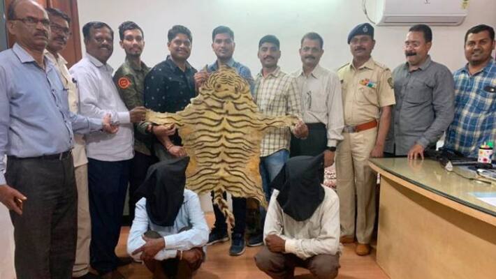 Pune Police Crime Branch seizes tiger skin worth rupees 5 lakhs Pune Police Crime Branch seizes tiger skin worth rupees 5 lakhs