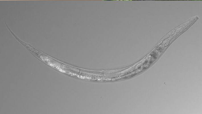 Scientists discover a worm with three sexes and pouch like a kangaroo Scientists discover a worm with three sexes and pouch like a kangaroo