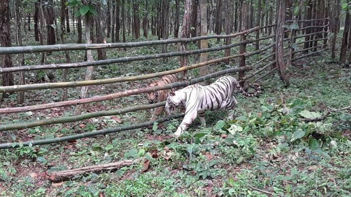 Two tiger cubs released in Siliguri Bengal Safari Park Two tiger cubs released in Siliguri Bengal Safari Park