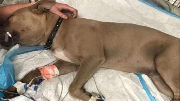 Brave dog died while protecting owner children from snake Brave dog died while protecting owner children from snake