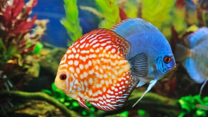 aquarium show in mysore dasara aquarium show in mysore dasara