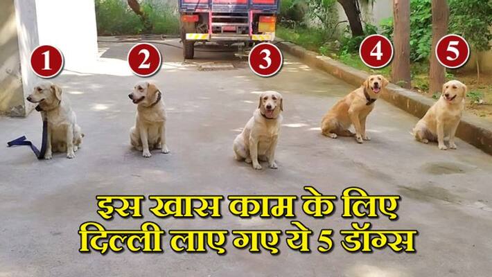 dogs being inducted into Delhi Police trained at BSF camp dogs being inducted into Delhi Police trained at BSF camp