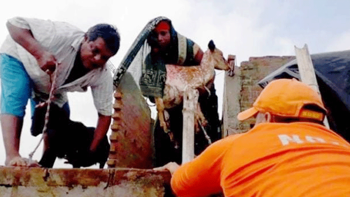 husband wife trapped for 12 days in bihar floods flood affected areas in munger husband wife trapped for 12 days in bihar floods flood affected areas in munger
