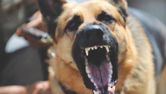 kseb meter reading employee had bitten by dog kseb meter reading employee had bitten by dog