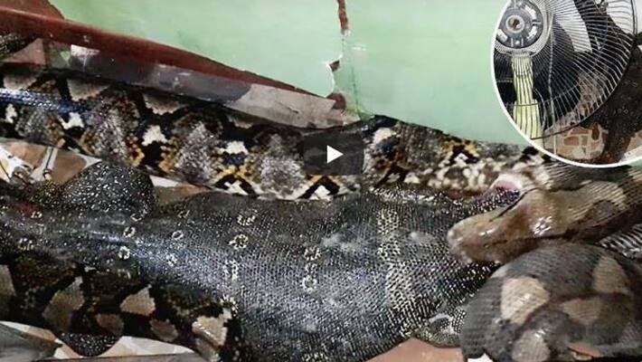 Python Regurgitates Live Monitor Lizard Python Regurgitates Live Monitor Lizard