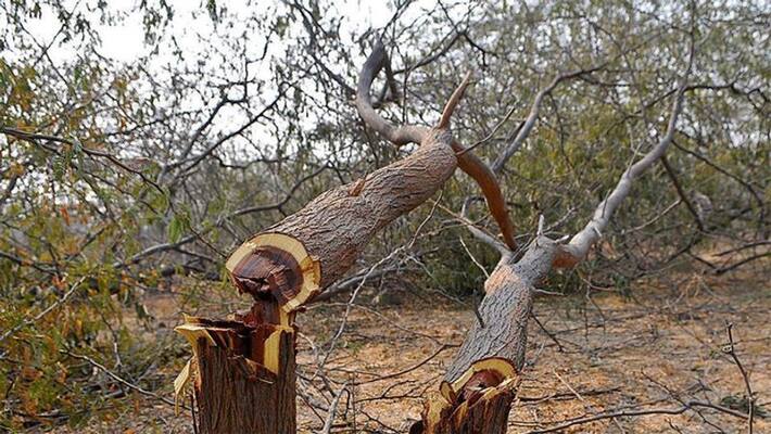 BMC started cutting of trees in Aarey colony area of Mumbai BMC started cutting of trees in Aarey colony area of Mumbai